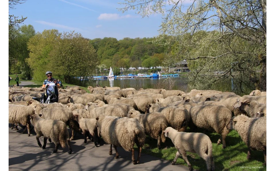 Ein Radfahrer zwischen einer Schafsherde, die gerade den RuhrtalRadweg überquert.